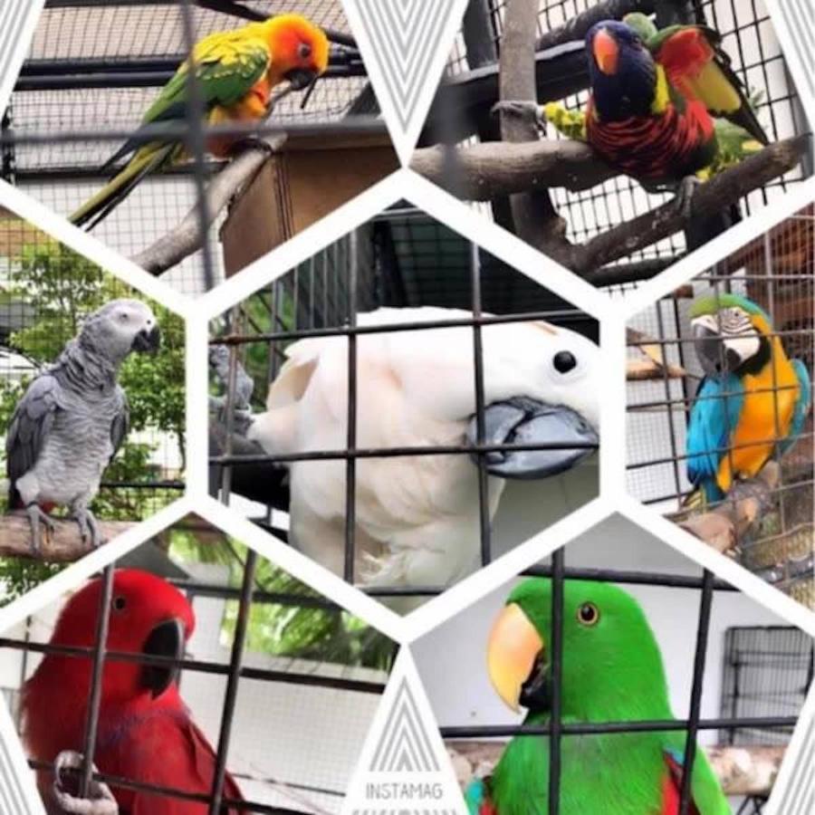 Parrot Resort Moalboal Kültér fotó